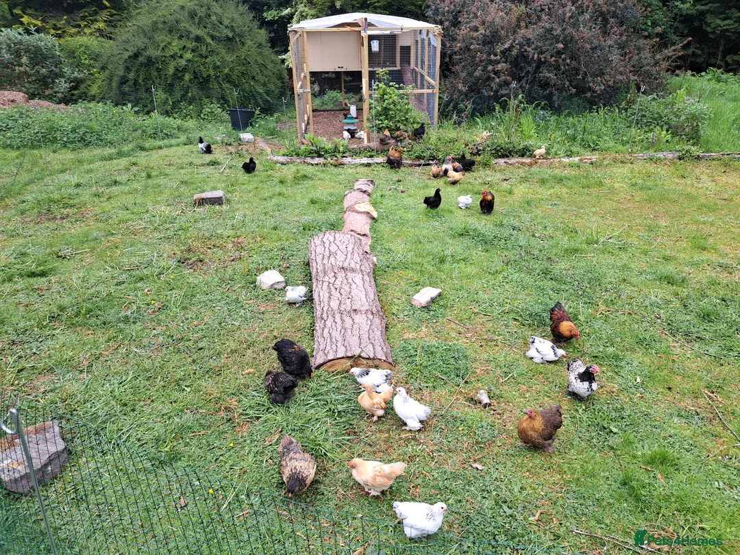 Chickens poultry for sale: Lovely Pekin Bantam Pullets + in Lydney - Advert 2