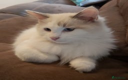 Ragdoll cats for sale: RAGDOLL BICOLOUR BOY BLUE EYES READY NOW! - Image 37