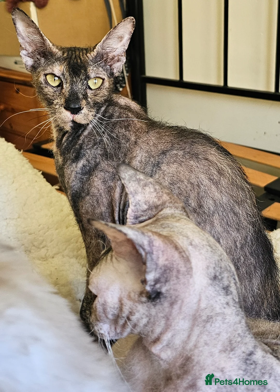 Siamese cats for sale: Female cats Siamese and siamese x sphynx - Advert 12