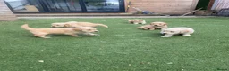 Golden Retriever dogs for sale: KC REGISTERED ®️ 5 STAR ⭐️ GOLDEN RETRIEVER 🐶  - Advert 32