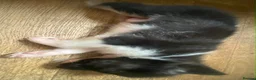 Mixed Breed dogs for sale: 5 x collie x husky x sheperd puppies in Newcastle upon Tyne - Advert 10