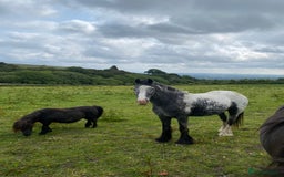 Riding pony horses for sale: Lula - 4yrs 12.2hh (still bum high) in Chesterfield - Image 1