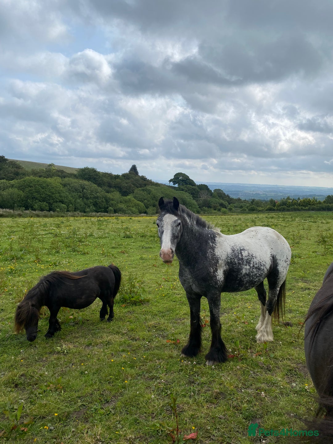 Riding pony horses for sale: Lula - 4yrs 12.2hh (still bum high) in Chesterfield - Image 1