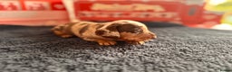 Miniature Dachshund dogs for sale: 🐾 miniature Dachshund 1 LEFT READY IN 2 WEEKS🐾 - Advert 23