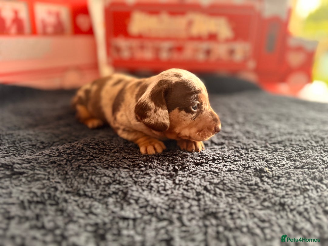 Miniature Dachshund dogs for sale: 🐾 miniature Dachshund 1 LEFT READY IN 2 WEEKS🐾 - Advert 23