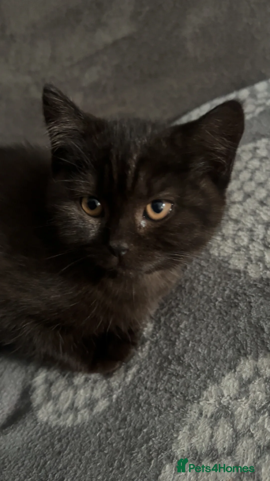 British Shorthair cats for sale: British Shorthair Male Kitten - Advert 1