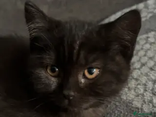 British Shorthair cats British Shorthair Male Kitten - Advert 4