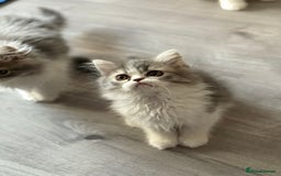 Persian cats for sale: Kitten  - Image 10