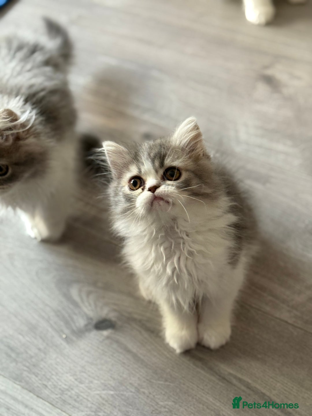 Persian cats for sale: Kitten  - Image 10