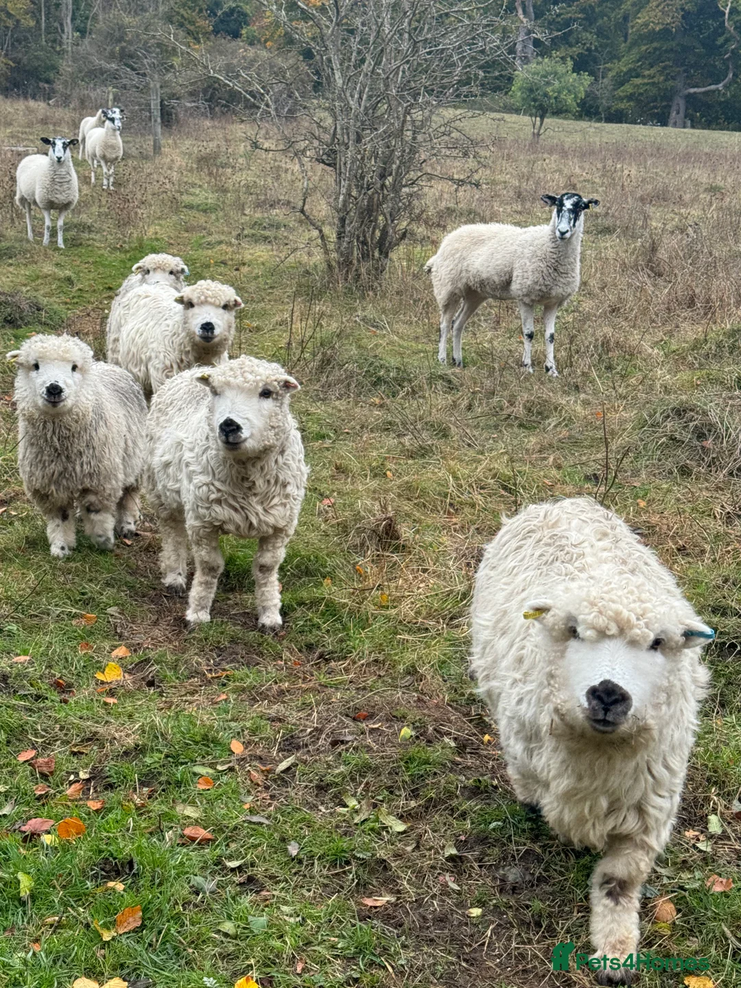 Sheep livestock for sale: Dartmoors for sale  - Advert 3
