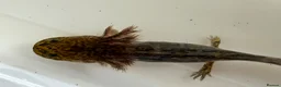 Axolotl reptiles for sale: Axolotl - Advert 9