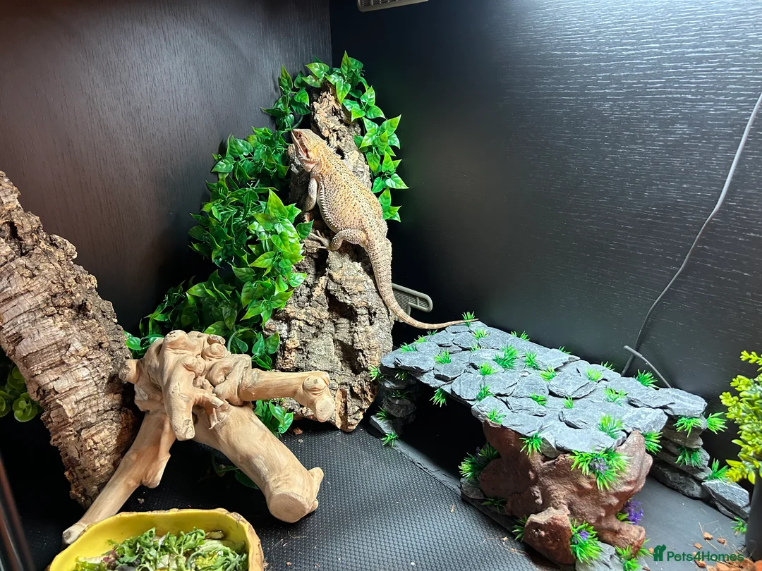 Bearded Dragon reptiles for sale: Bearded Dragon and full set up  - Advert 13