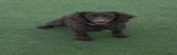 Cocker Spaniel dogs for sale: Kc registered workingline cocker spaniels  - Advert 1