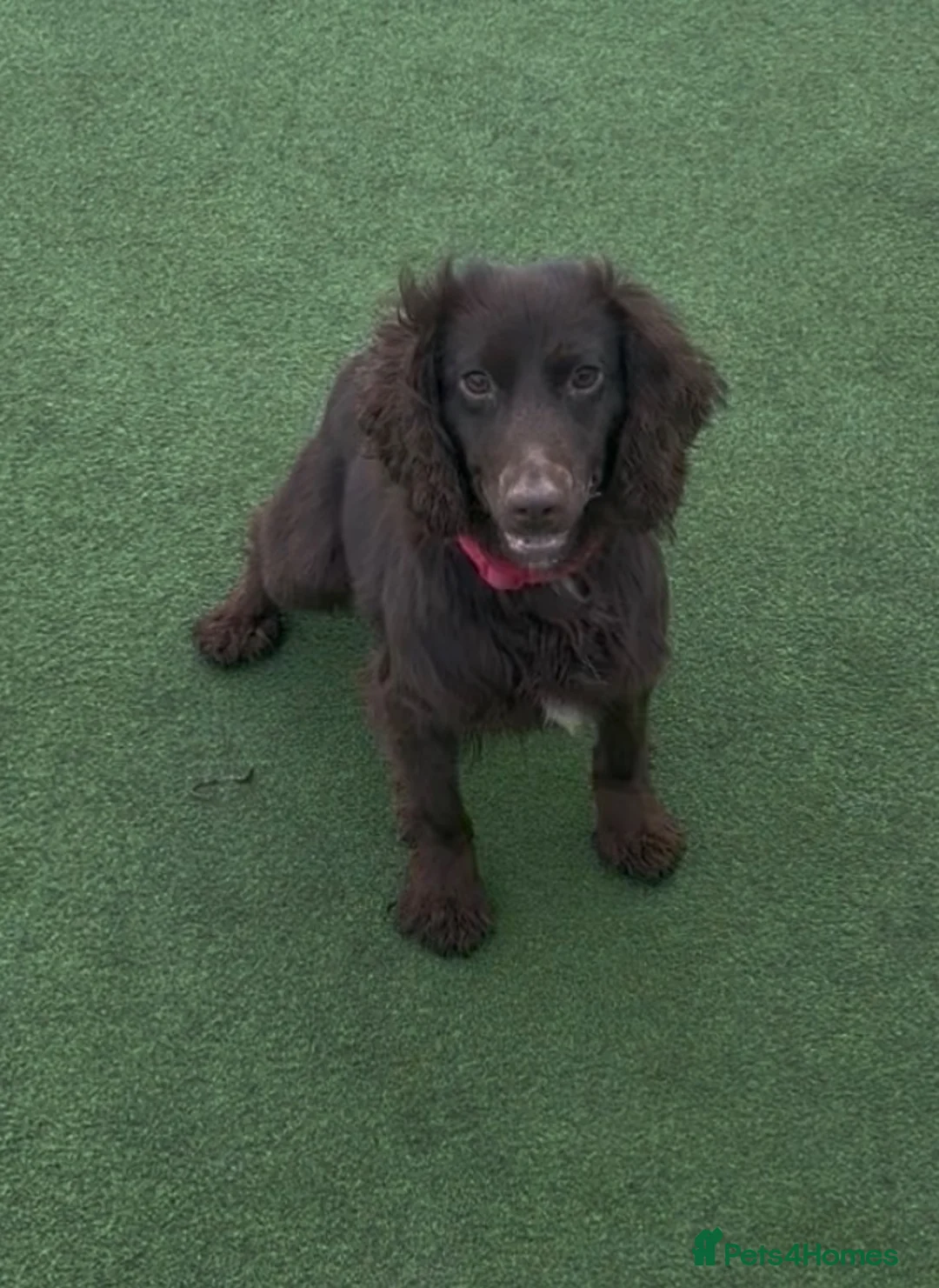 Cocker Spaniel dogs for sale: Kc registered workingline cocker spaniels  - Advert 1