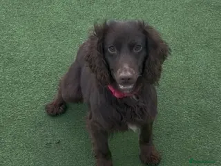 Cocker Spaniel dogs Kc registered workingline cocker spaniels - Advert 1