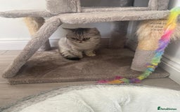 Mixed Breed cats for sale: Rare Female Persian X British Shorthair Cat - Image 4