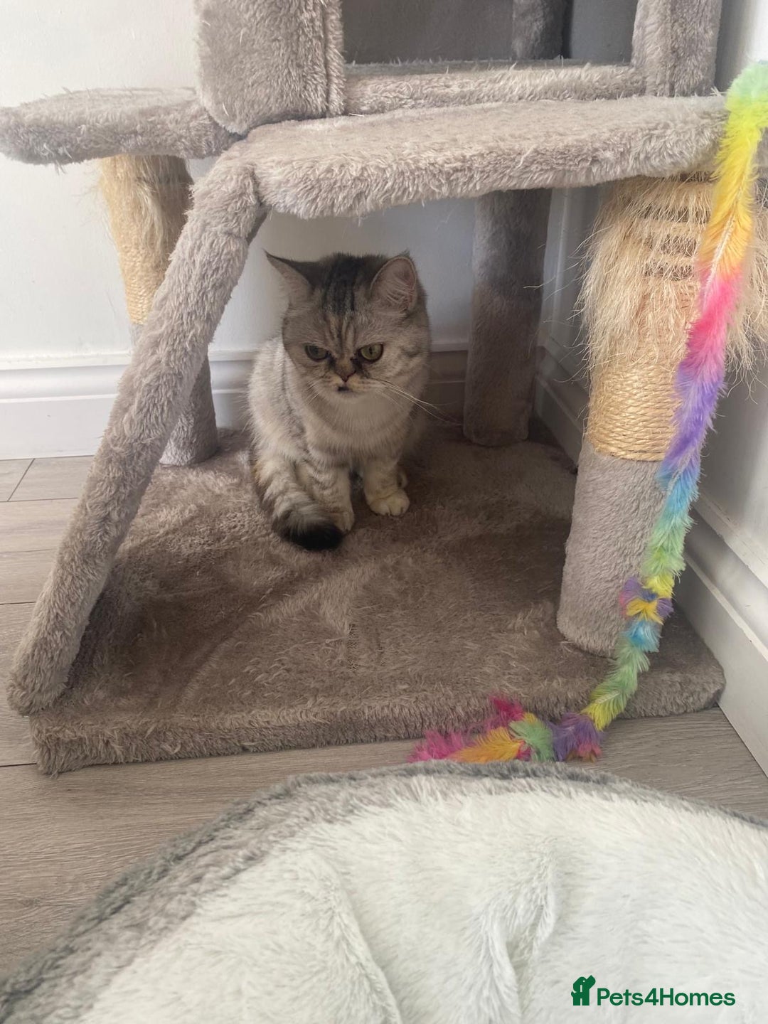 Mixed Breed cats for sale: Rare Female Persian X British Shorthair Cat - Image 4