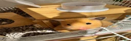 Hamster rodents for sale: Gentle female golden hamster and all accessories in Hastings - Advert 1