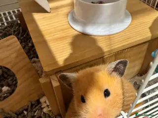 Hamster rodents Gentle female golden hamster and all accessories in Hastings - Advert 5