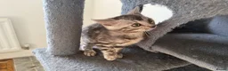Bengal cats for sale: Rare Silver Grey Bengal TICA Kittens  - Advert 2