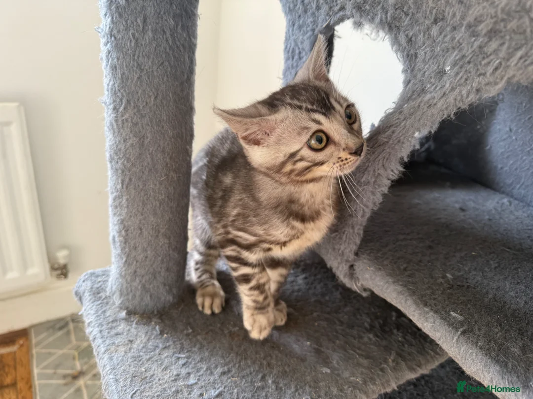 Bengal cats for sale: Rare Silver Grey Bengal TICA Kittens  - Advert 2