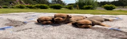 Dachshund dogs for sale: RED Working Teckels  in Pickering - Advert 1