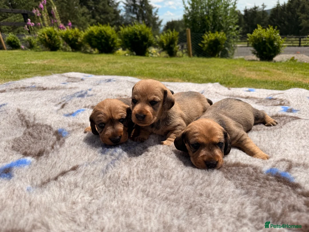 Dachshund dogs for sale: RED Working Teckels  in Pickering - Advert 1