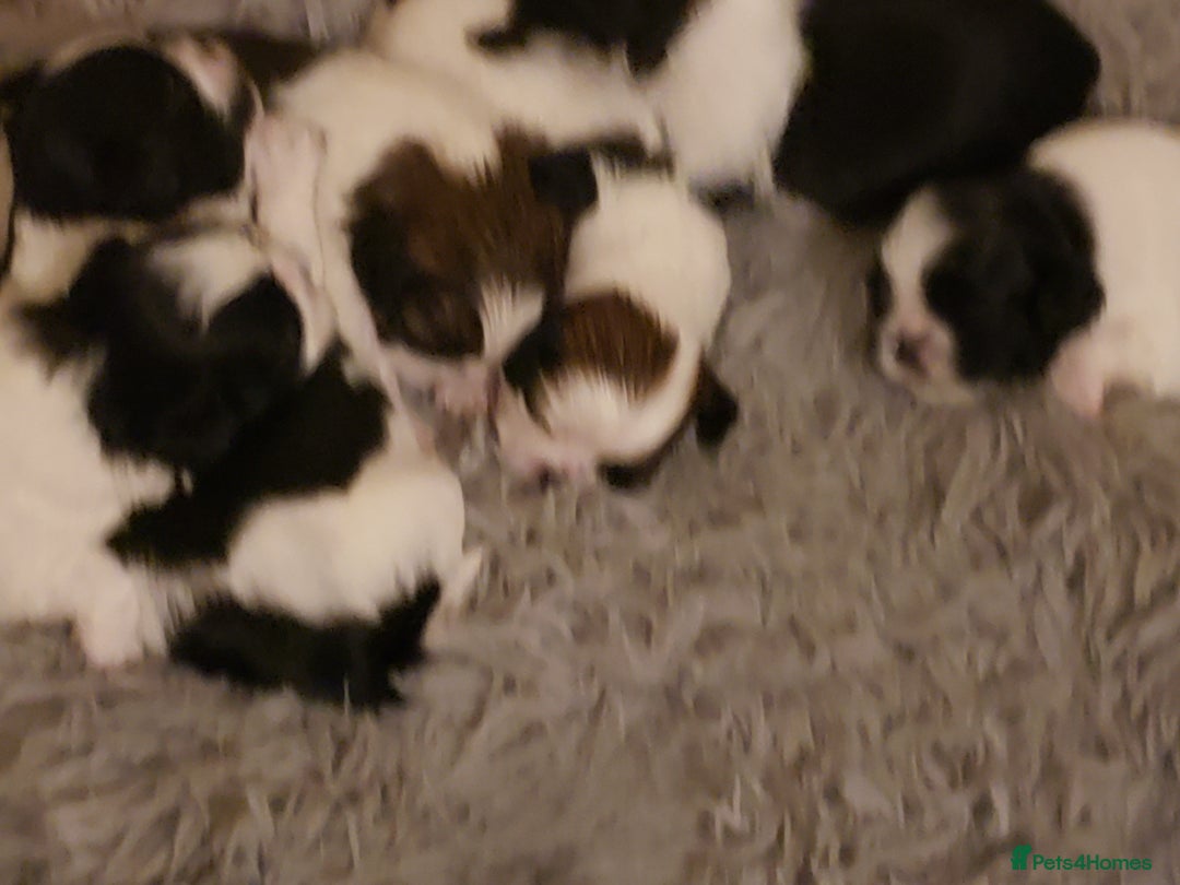 Mixed Breed dogs for sale: Shishon cross japanese chin  - Image 10