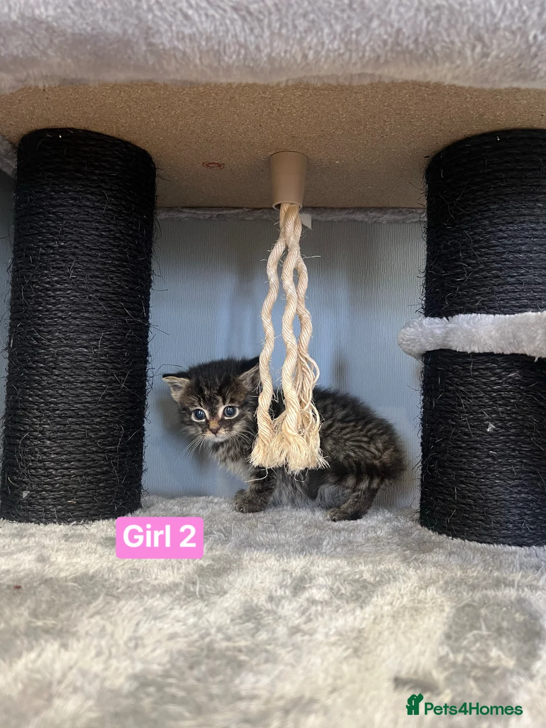 Mixed Breed cats for sale: 3 Hand reared Kittens  - Advert 13