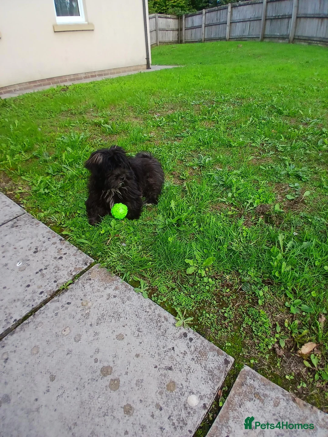 Malshi dogs for sale: This is daisy  in Caerphilly - Advert 2