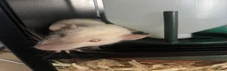 Rat rodents for sale: 2 female friendly rats  in Norwich - Advert 6