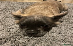 French Bulldog dogs for sale: Fluffy puppy  - Image 8
