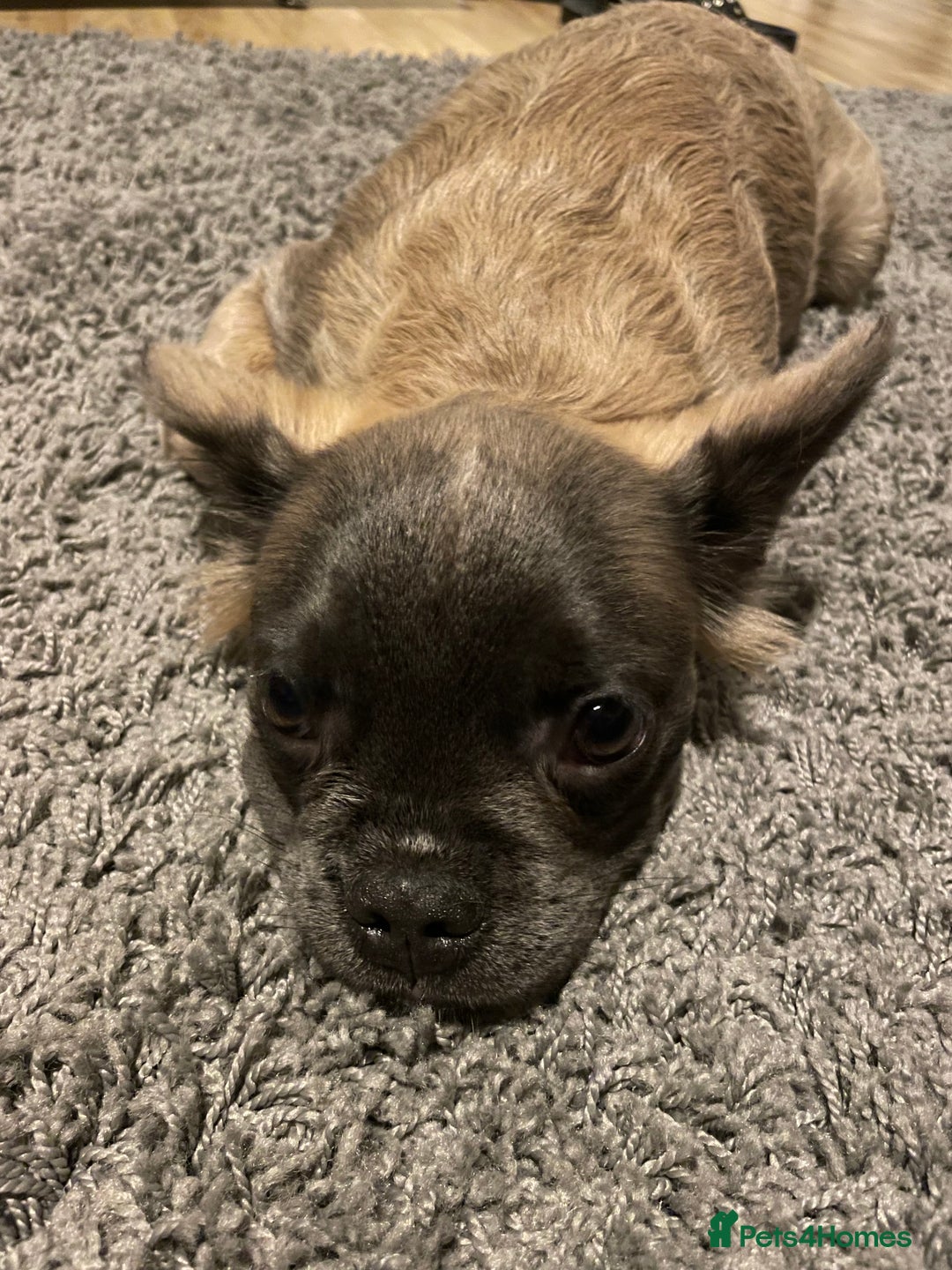 French Bulldog dogs for sale: Fluffy puppy  - Image 8