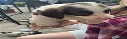 English Springer Spaniel dogs for sale: Springer spaniel pups - Advert 19