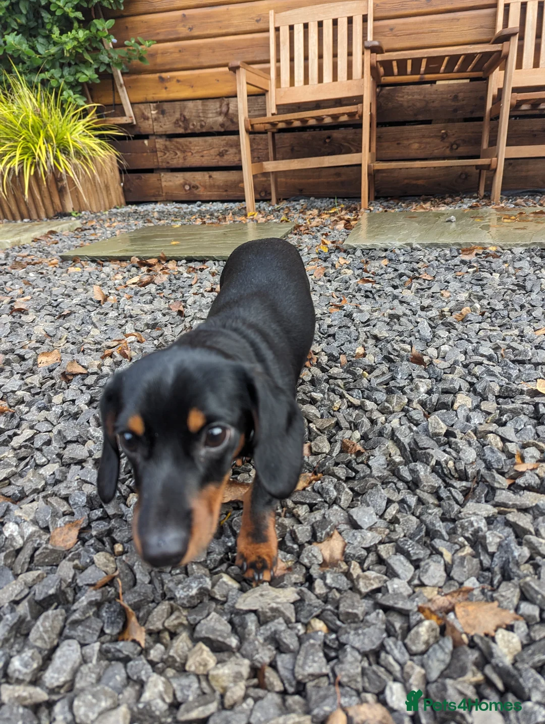 Miniature Dachshund dogs for sale: Peaches our lovely miniature Dachshund - Advert 6