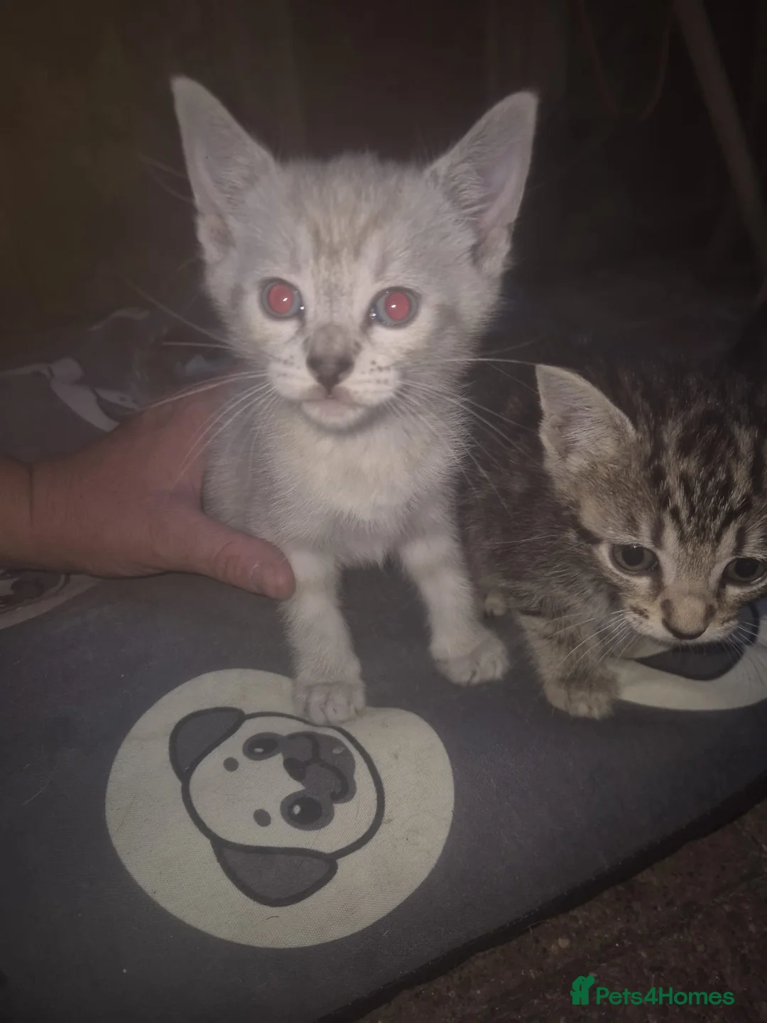 Savannah cats for sale: Savannah x kittens - Advert 1