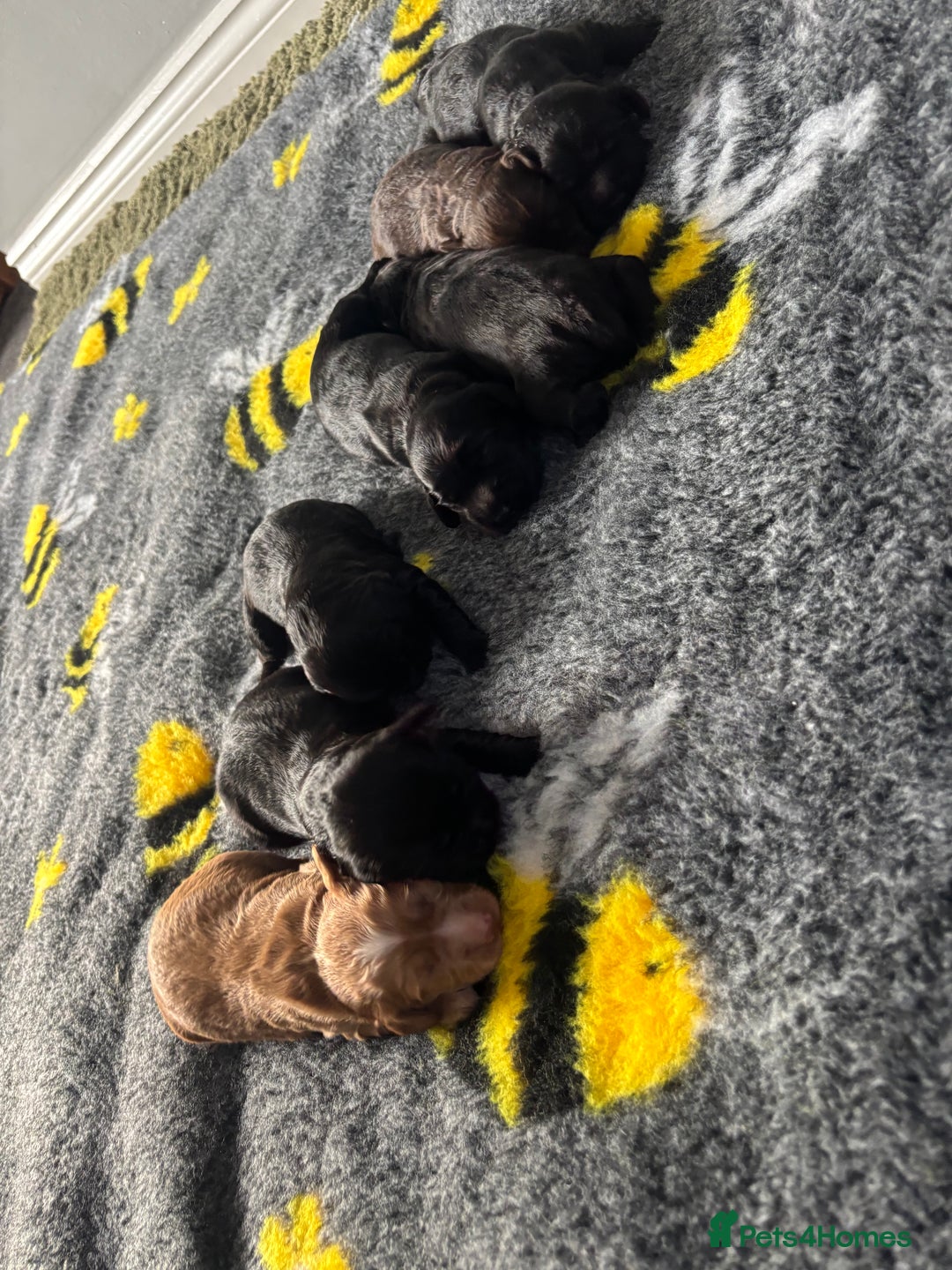 Cocker Spaniel dogs for sale: KC Working Cocker Spaniels - Image 6