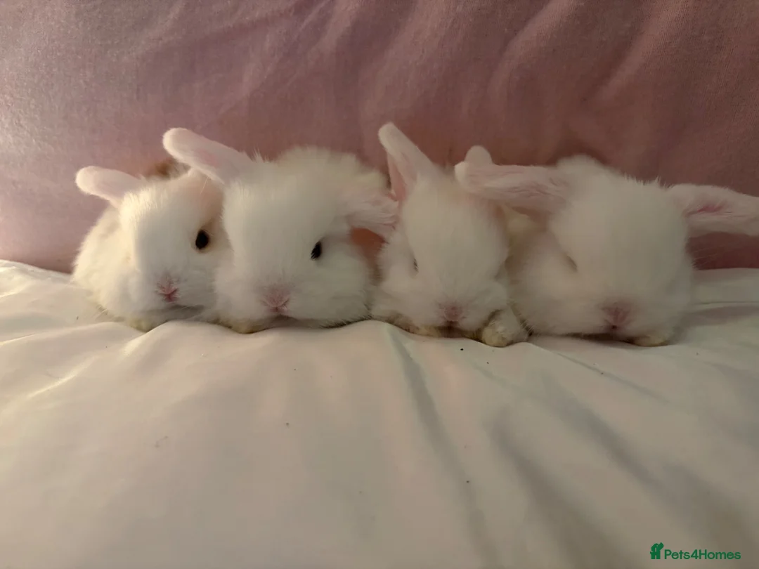 Dwarf Lop rabbits for sale: Dwarf mini lop  in Torquay - Advert 3