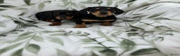 Dachshund dogs for sale: 2 Beautiful dachshunds left!!! - Advert 8