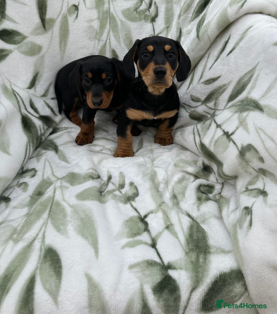 Dachshund dogs for sale: 2 Beautiful dachshunds left!!! - Advert 8