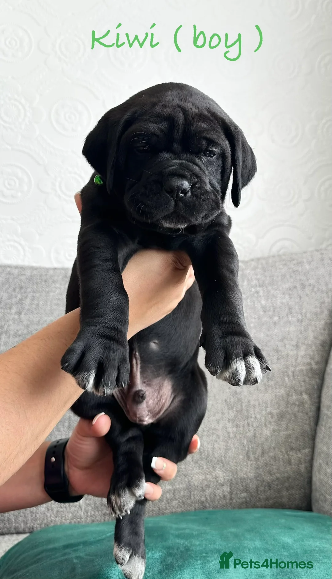 Cane Corso dogs for sale: Cane Corso Puppies  - Advert 6