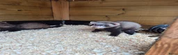 Ferret rodents for sale: Ferret kits for sale in Mansfield - Advert 5
