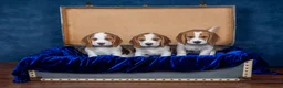 Beagle dogs for sale: CH Sired, Fully Health Tested, KC Reg, Beagle Pups - Advert 17