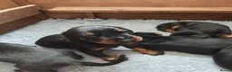 Dobermann dogs for sale: Stunning KC reg Doberman puppies  in St Andrews - Advert 6