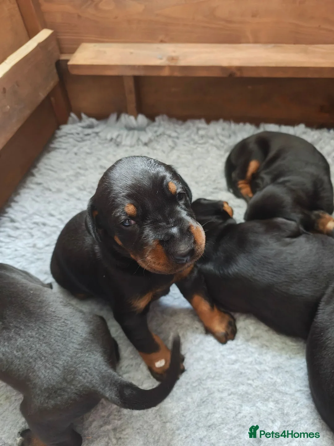 Dobermann dogs for sale: Stunning KC reg Doberman puppies  in St Andrews - Advert 6