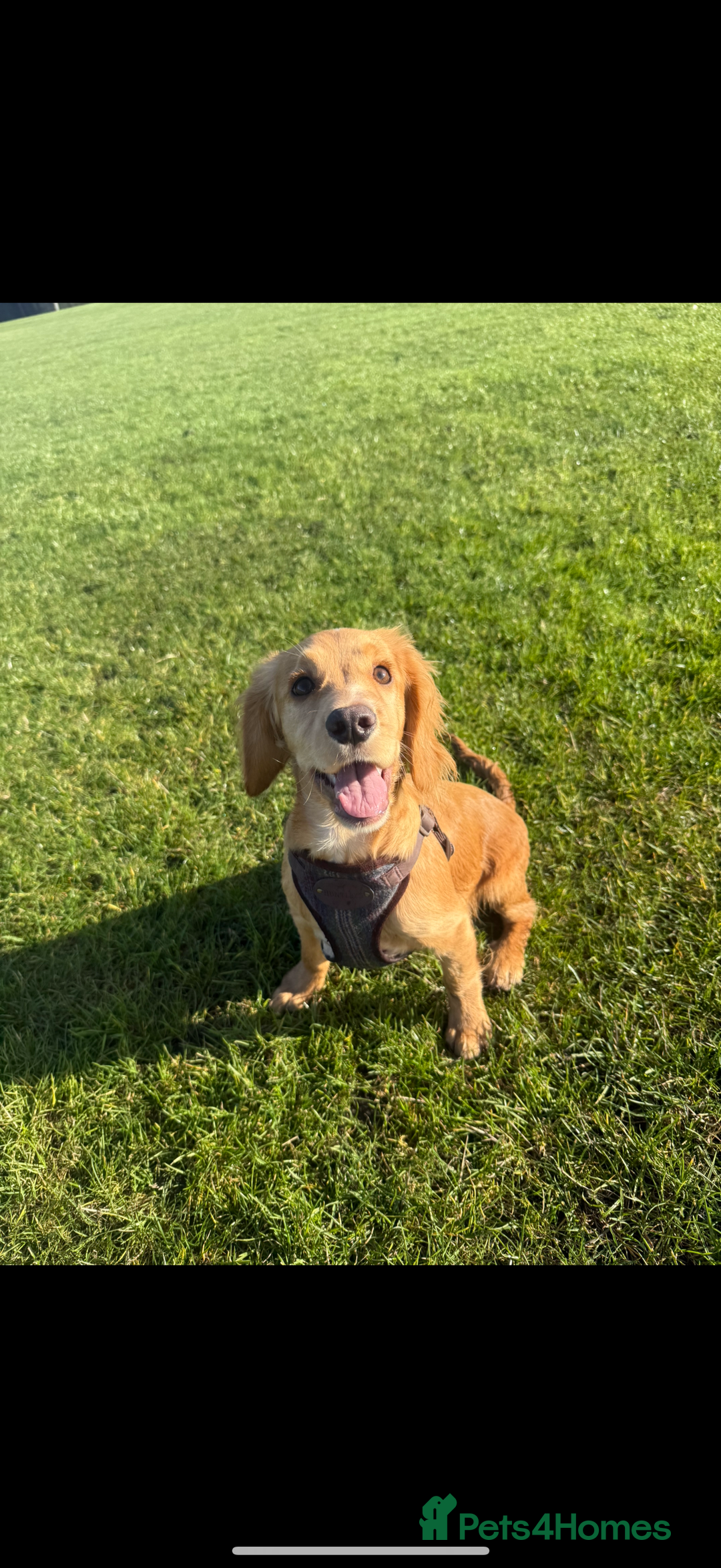 Cocker Spaniel dogs for sale: Cocker spaniel Puppy  - Advert 4