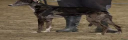 Lurcher dogs for stud: 🔥Proven Stud Dog Available Top Working Lurcher 🔥 - Advert 3
