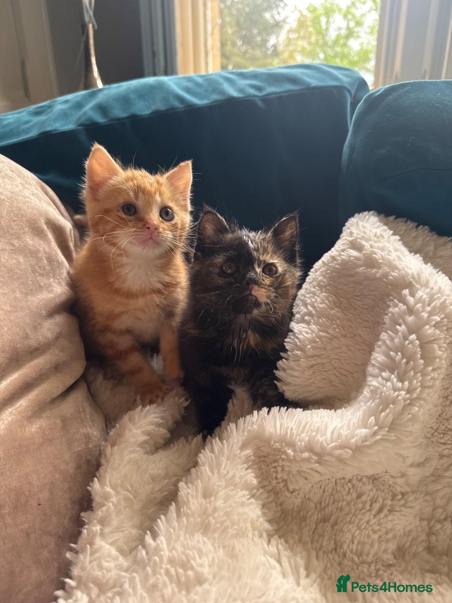 Mixed Breed cats Beautiful kittens 1 male 1 female - Advert 5