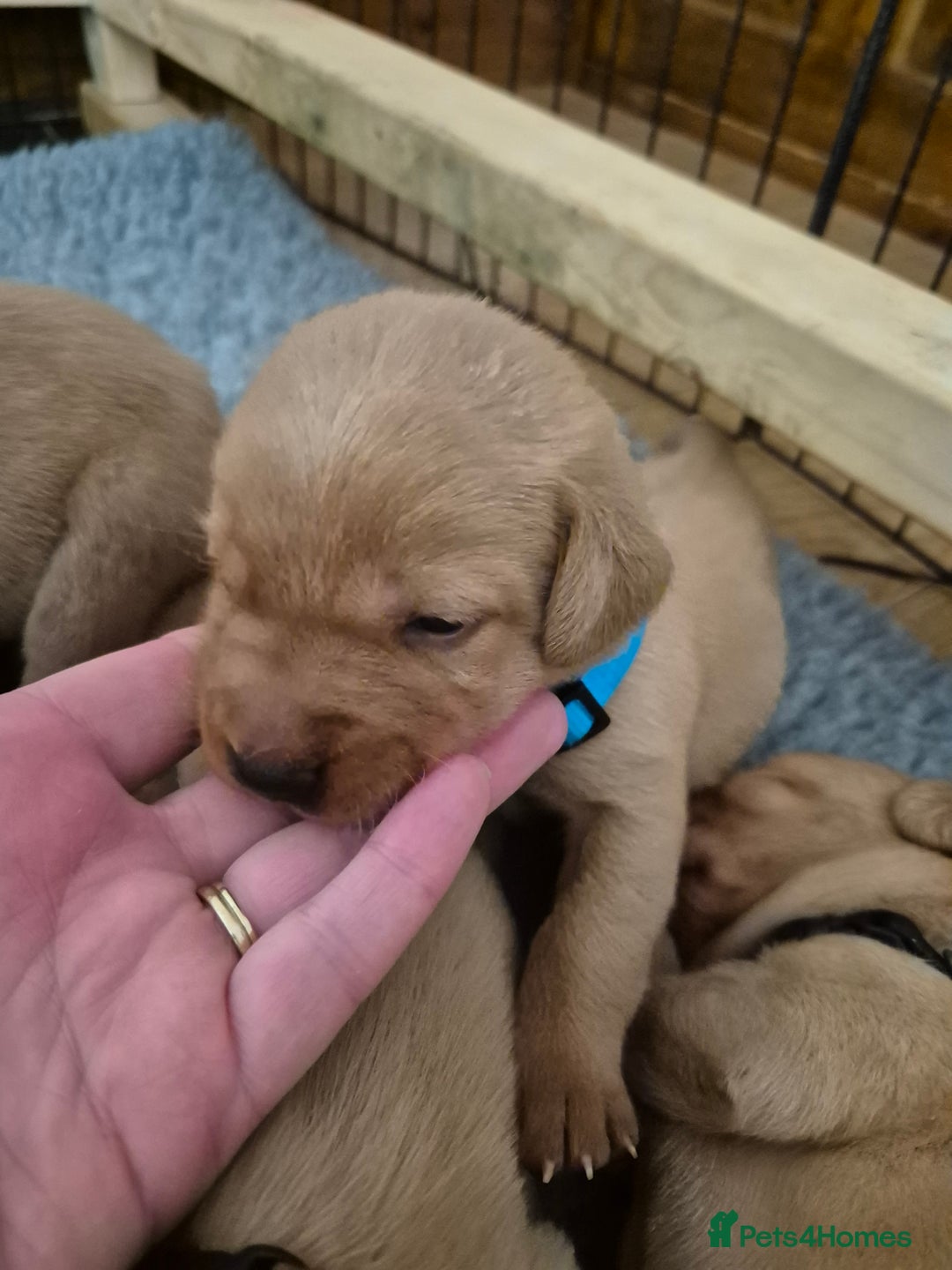 Labrador Retriever dogs for sale: Kc Registered Red labrador puppies  - Image 8