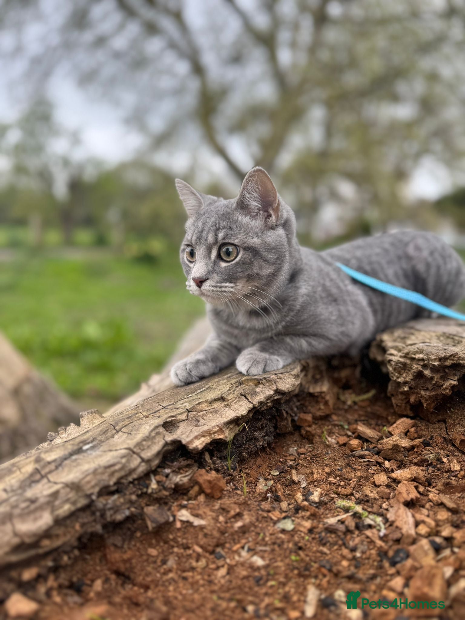 Mixed Breed cats Grey kitten 10 months old. - Advert 1